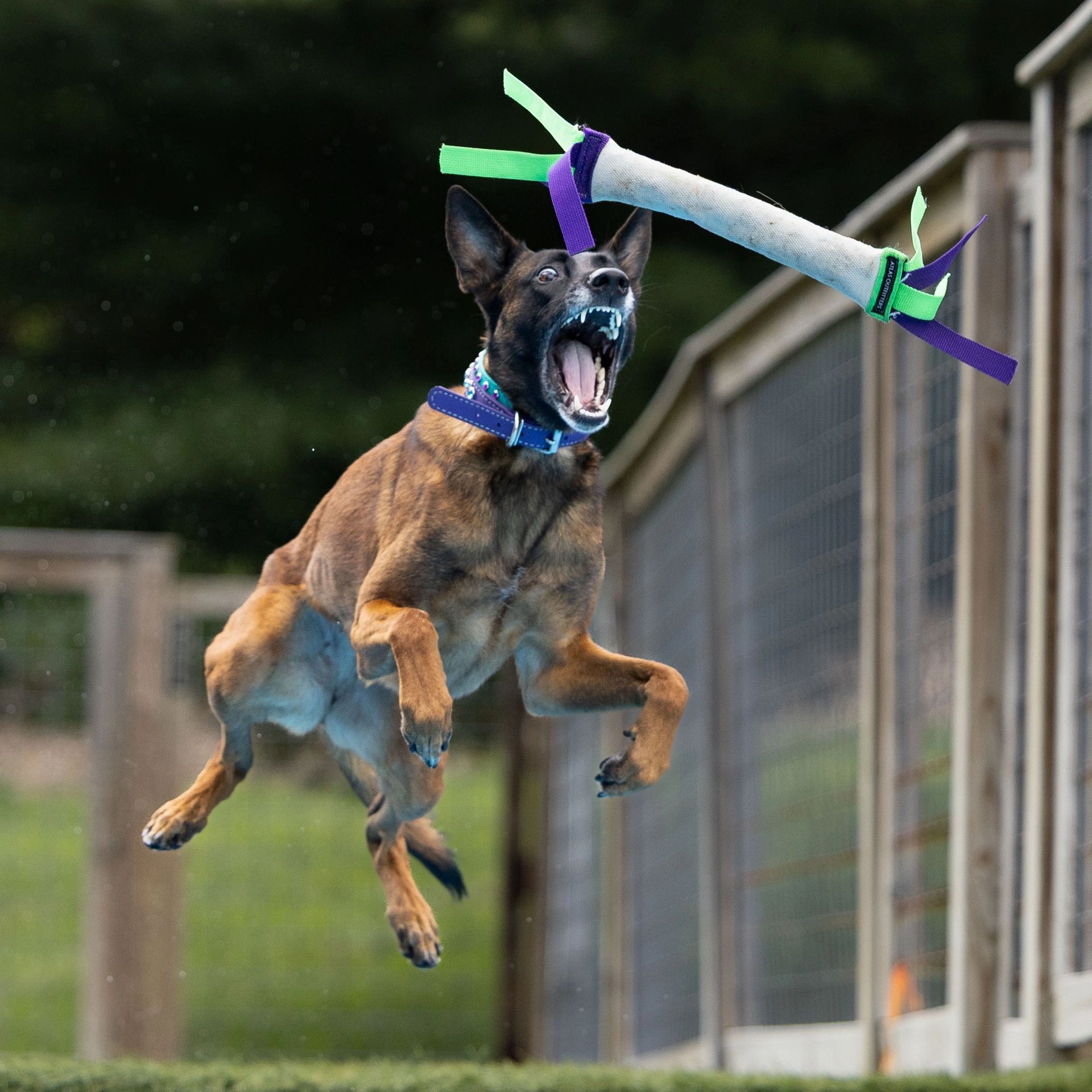 Dog leaping off dock into water at dock diving event